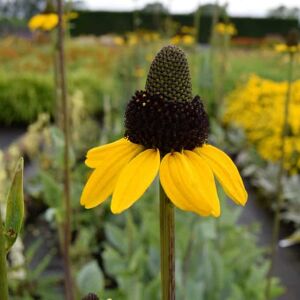 Rudbeckia maxima ---